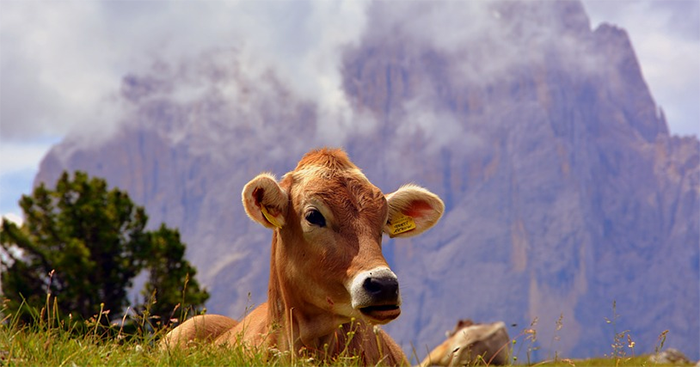 Il Servizio Veterinario dell’Asl Vco tranquillizza in merito a rischi sanitari da Febbre Q: "I salumi e formaggi prodotti nel Vco privi di rischi"