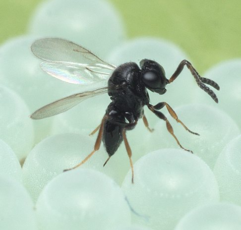 Samurai wasp 34177934374 cropped