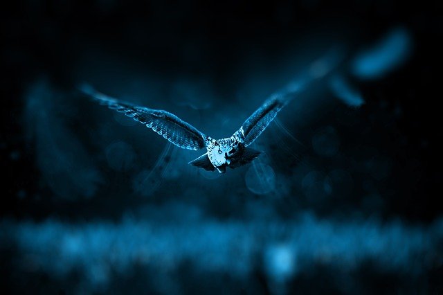 owl 518838 640