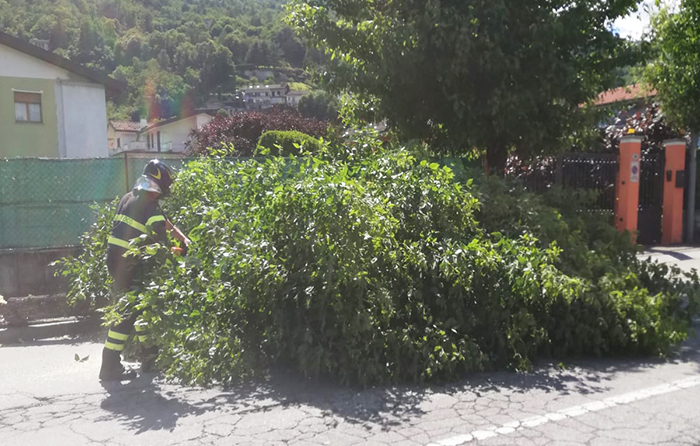 Albero incombente pericolosamente sulla tangenziale Dalla Chiesa: tagliato