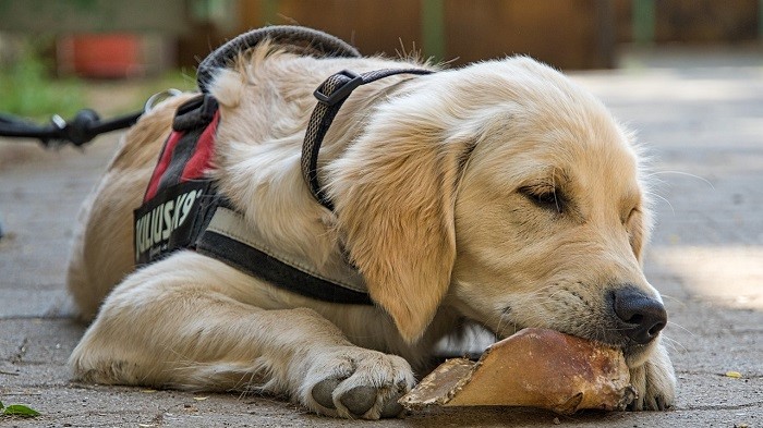 Pet Therapy, il Piemonte definisce i criteri di professionalità della Commissione