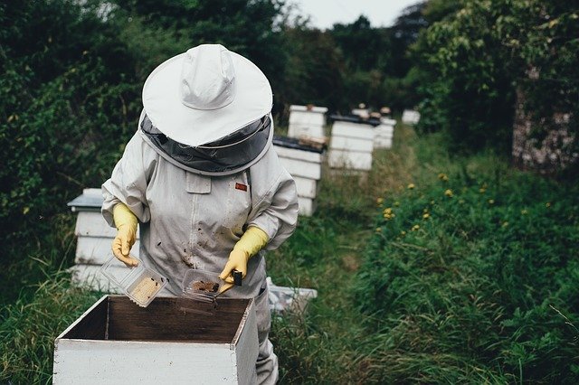 apiary 1866740 640