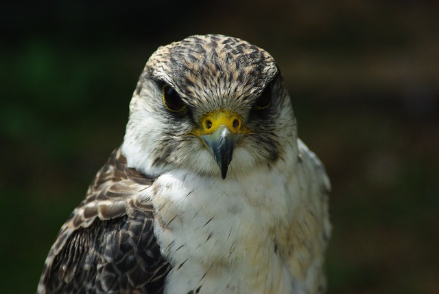 falcon 664895 640