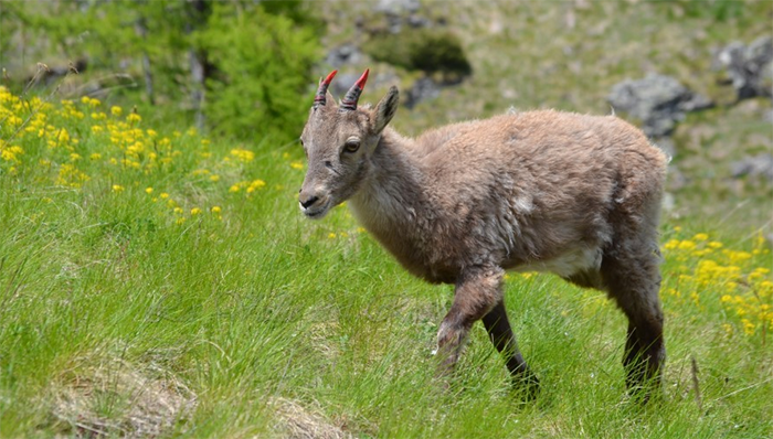 Giovane stambecco con zampa fratturata curato e rimesso in libertà dai Carabinieri forestali. Corna colorate per identificarlo. Foto