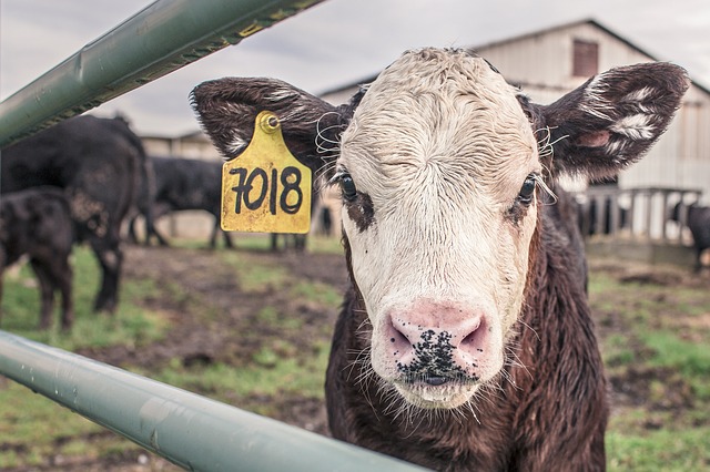 calf g760c55566 640
