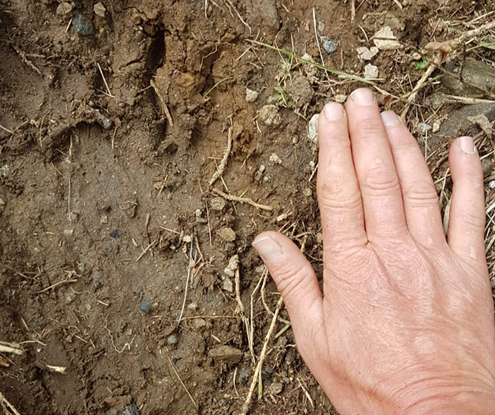 Nuove segnalazioni dell'orso dagli alpeggi sopra Montecrestese