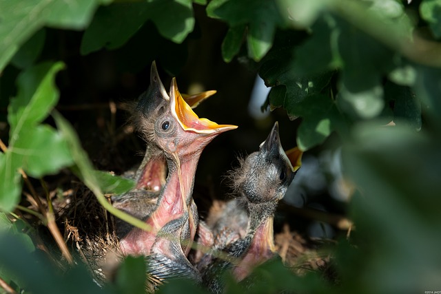 hatchlings gd8f0d3c1b 640