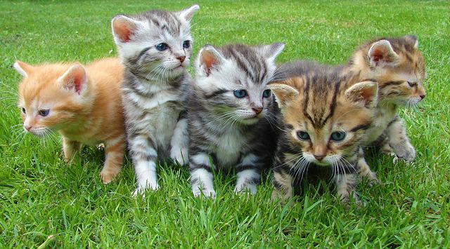 kittens g81f12e076 640