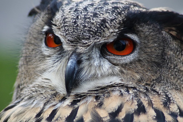 owl g71b67e9e1 640