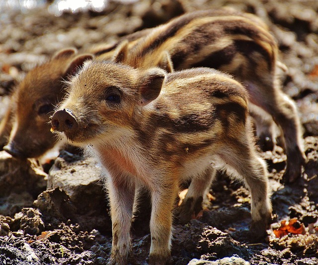 wild boar g30ab01cd8 640