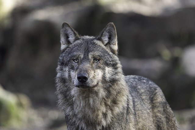 wolf g793ccda33 640
