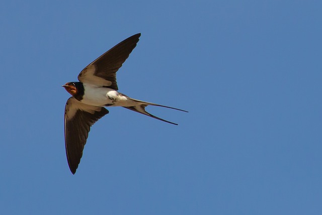 swallow flying 5228995 640