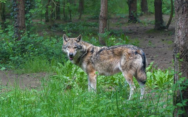 wolf 3585218 640