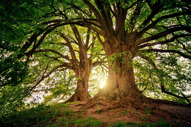 trees gb115a3664 640