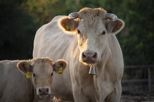 cows g303df14ff 640