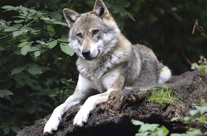 L'orso, e poi il lupo? Di Piero Gaido 