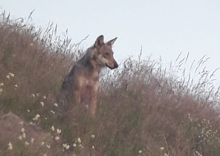 Nuovo monitoraggio lupo: accertati branchi in continuità da Bognanco alla Val Sesia