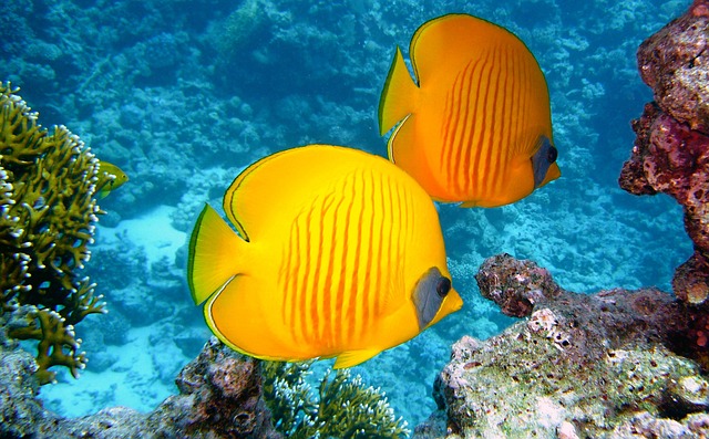 lemon butterflyfish 380037 640 copia
