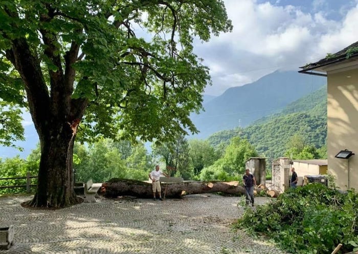 L'ippocastano monumentale di Cimamulera ferito dal maltempo, la visita dell'agronomo