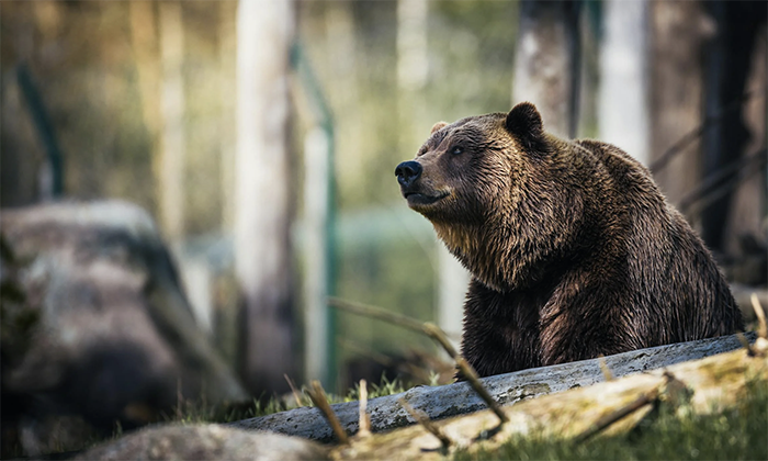 Polemica sull'orso: il Comitato Salvaguardia Allevatori Vco replica a Crosa Lenz