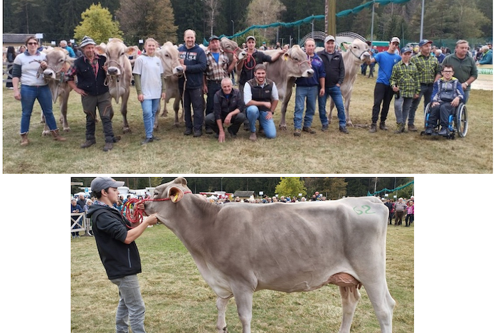 Mostra bovina della Val Vigezzo, ecco i vincitori. Un successo la 42ma edizione