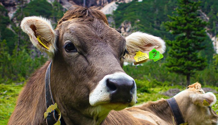 Verampio: la mostra bovina entra nel vivo 