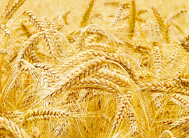 b festa della segale