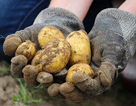 corta patate coltivate mano