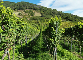 b vigneto vigna vendemmia