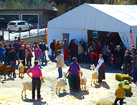 b capretto vigezzino mostra.jpg