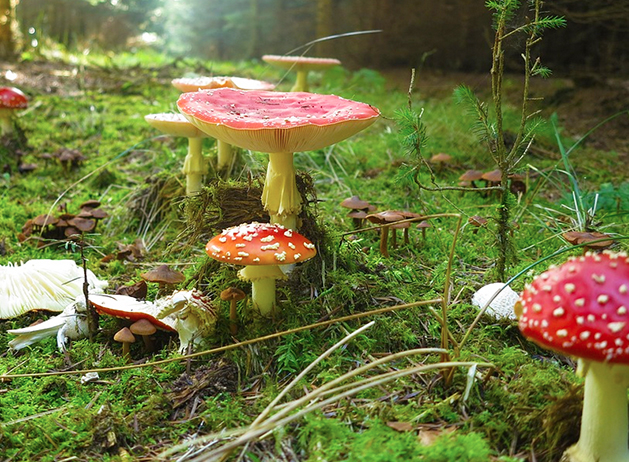 Tre specie mortali di funghi a anche 4 tossiche identificate grazie al micologo dell'Asl