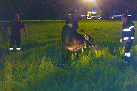 b mucca vigili fuoco