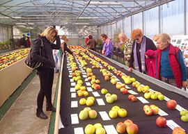 b mostra pomologica villdossola