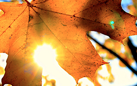 b sole foglia autunno