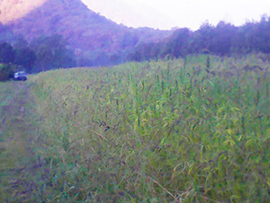 b piantagione canapa ornavasso