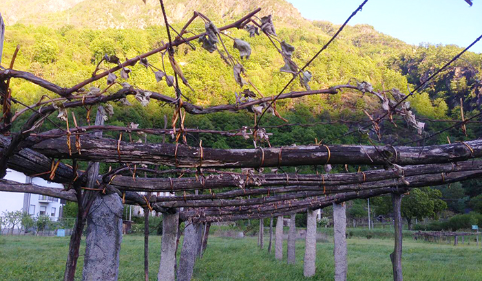 Vendemmia a rischio in Ossola: “Aria gelida, filari bruciati dal gelo” 