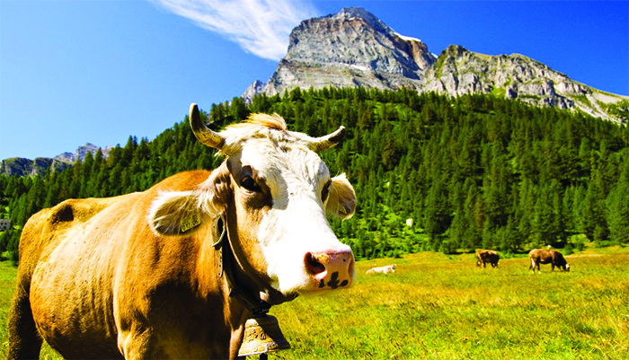 Aree Protette dell'Ossola: bilancio di un anno di lavoro: biodiversità e sviluppo sostenibile
