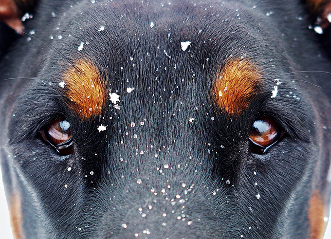 Nominato in Regione il Garante per i diritti degli animali 