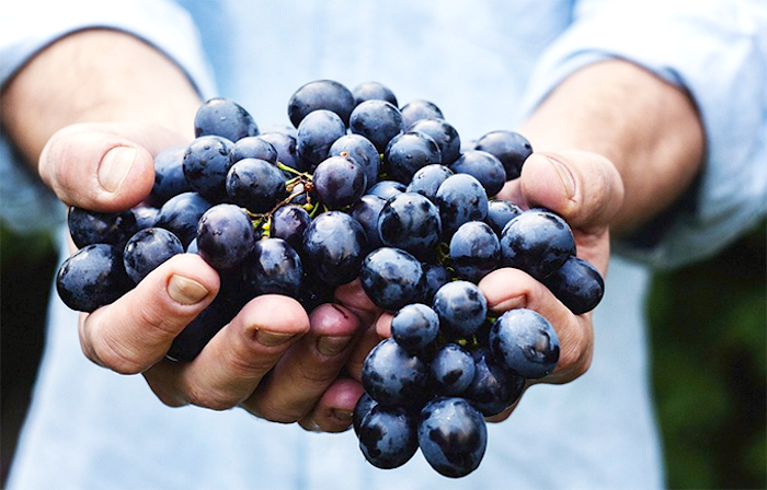 Operazioni di raccolta e vendemmia: la Coldiretti chiede di velocizzare le procedure per i nuovi voucher