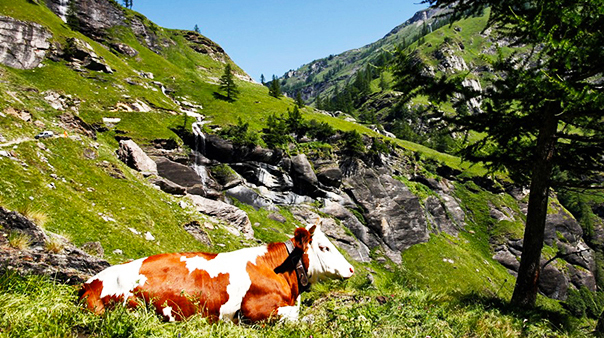 700.san domenico strada veglia mucca vacca