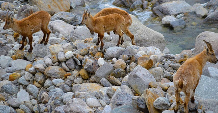 Stambecchi come star... All'alpe Burky, come ogni anno a maggio, in posa per le foto. Video e foto