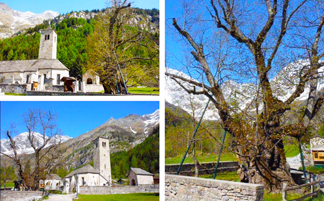 tiglio macugnaga mix