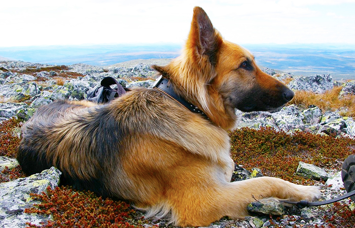 Domo: mappatura del dna dei cani, quasi 2 mila quelli registrati. Costo 40mila euro