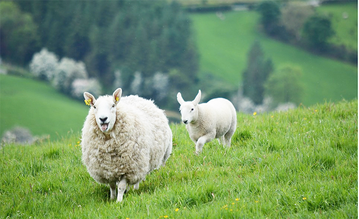 Un mese in Irlanda ad imparare l'inglese. Da Formazza la borsa di studio