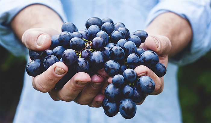 "Uve eccellenti per vini da manuale". Vendemmia in calo del 20% ma di qualità