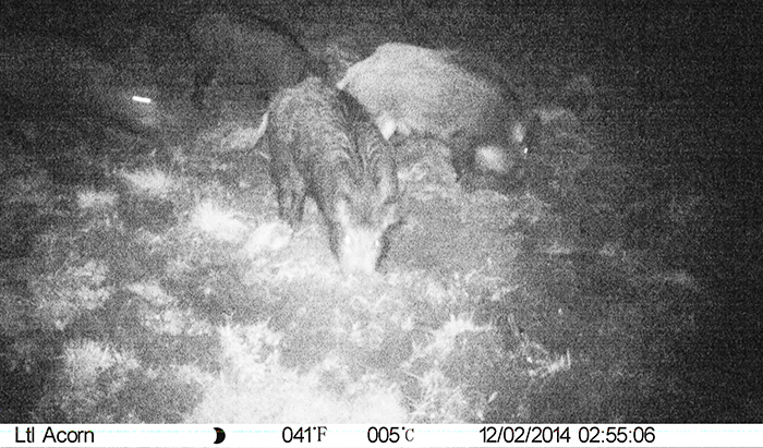Dalla Regione niente soldi per il piano d'abbattimento dei cinghiali. Gli animali segnalati vicino alle case a Masera