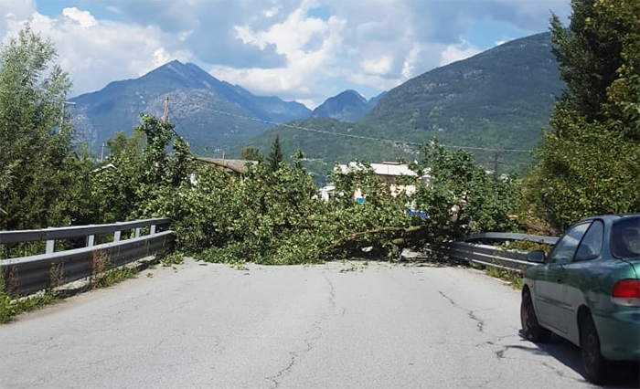 Una pianta cade sulla strada tra Trontano e Masera