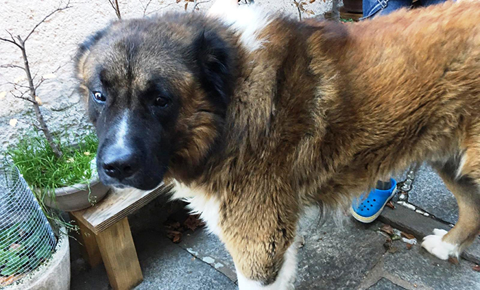 Un cane pastore sbrana un cagnolino ed azzanna il proprietario. Denunciata la padrona
