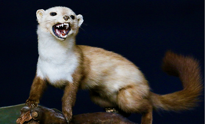 I “predatori” poco conosciuti presenti nel Parco Val Grande. Convegno a Vogogna