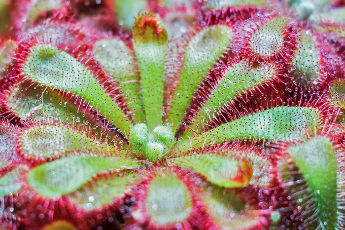 La società di Scienze Naturali del Vco racconta i predatori poco conosciuti: dalla donnola alla drosera